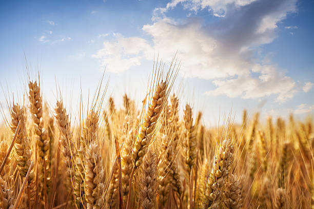 Wheat Allergy 2
